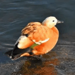 赤麻鸭的头像-投影工坊