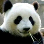 大熊猫的头像-投影工坊