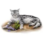 一只松鸦羽-投影工坊