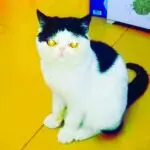 刘小咪-投影工坊