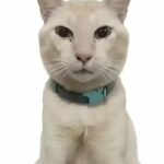 冰块ICE的头像-投影工坊