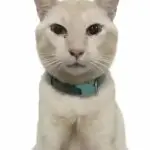 冰块ICE-投影工坊